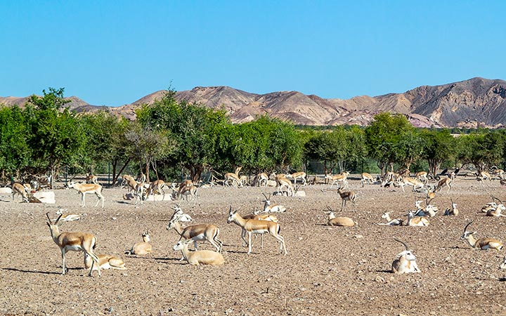 Sir Bani Yas ( Emirati Arabi)